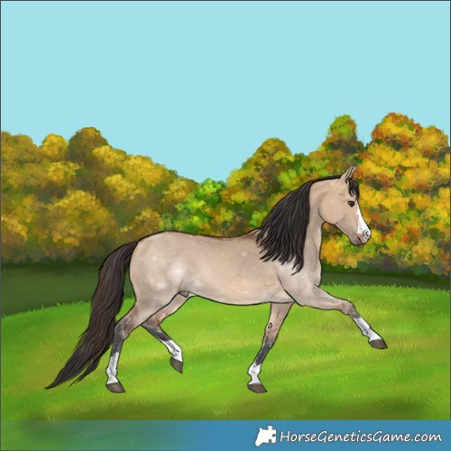 Horse Color:Bay Dun