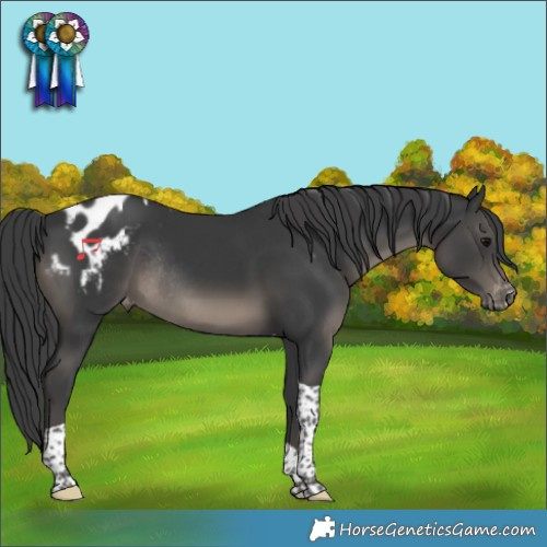 Horse Color:Black Tobiano Appaloosa Rabicano