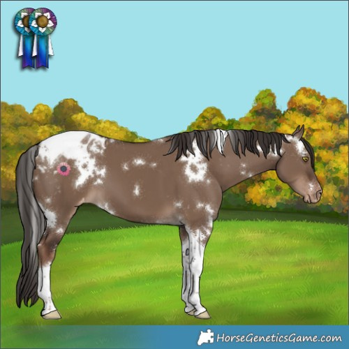 Horse Color:White Spotted Liver Red Dun Tobiano Appaloosa 