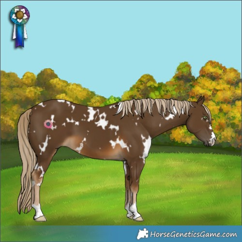 Horse Color:White Spotted Chocolate Palomino 