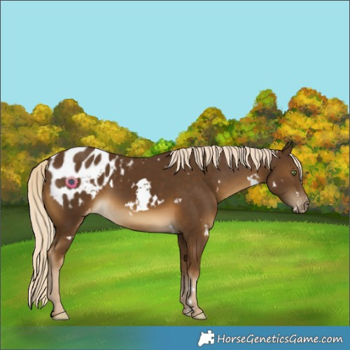 Horse Color:White Spotted Chocolate Palomino Appaloosa 