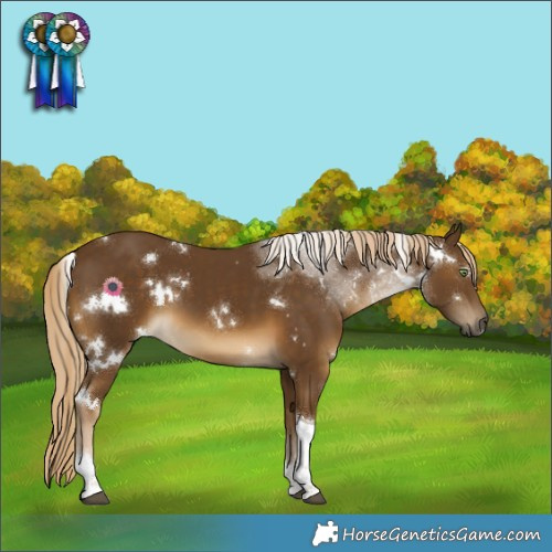 Horse Color:White Spotted Chocolate Palomino Tobiano 