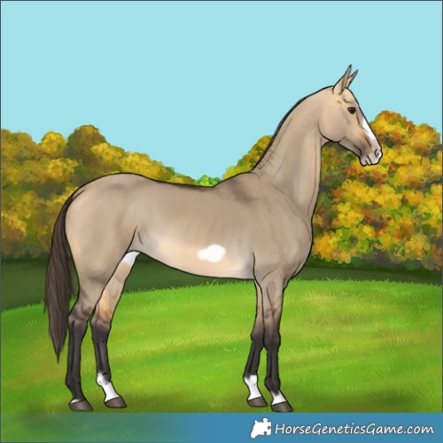 Horse Color:Buckskin Dun Splash Frame Rabicano