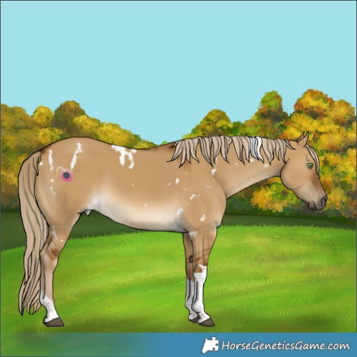 Horse Color:White Spotted Chocolate Palomino Dun Tobiano