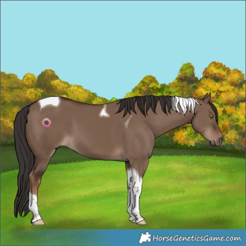 Horse Color:Liver Red Dun Tobiano