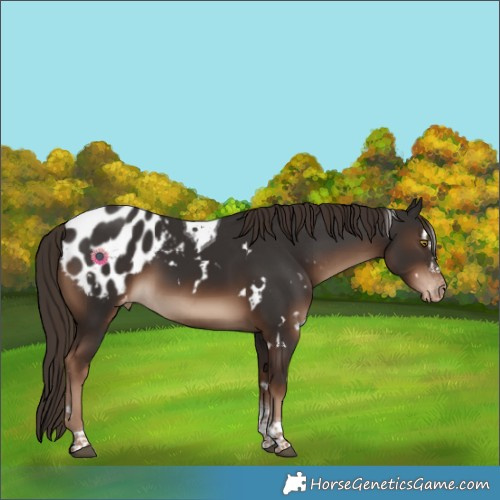 Horse Color:White Spotted Liver Chestnut Tobiano Appaloosa