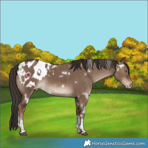 Horse Color:White Spotted Liver Red Dun Tobiano Blanket 