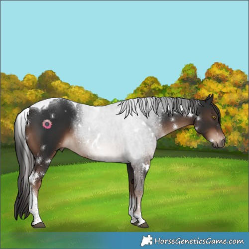 Horse Color:White Spotted Liver Chestnut Tobiano 