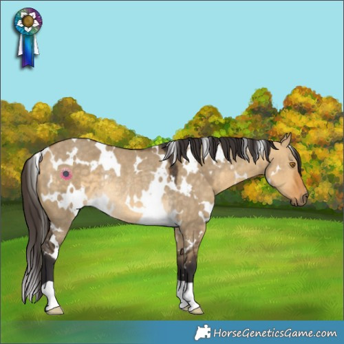 Horse Color:White Spotted Buckskin Dun Rabicano