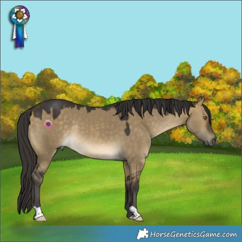 Horse Color:Buckskin Dun Rabicano 