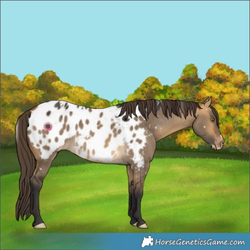Horse Color:White Spotted Buckskin Dun Appaloosa Rabicano