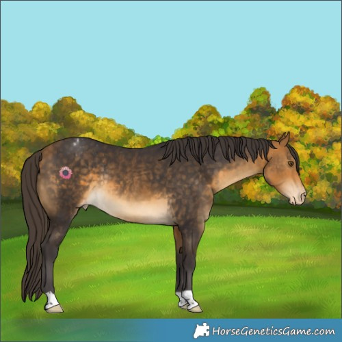 Horse Color:Buckskin Varnish Rabicano 