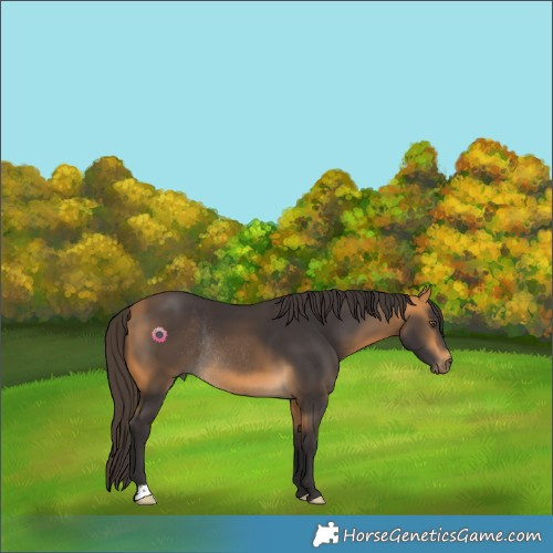 Horse Color:Buckskin Rabicano 