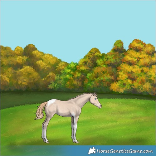 Horse Color:Perlino Tobiano Rabicano 