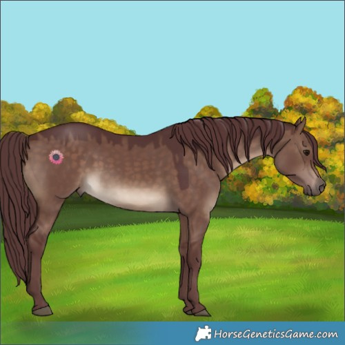Horse Color:Chocolate Brown Dun 