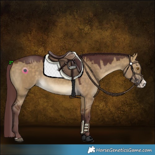 Horse Color:Chocolate Buckskin Dun Splash