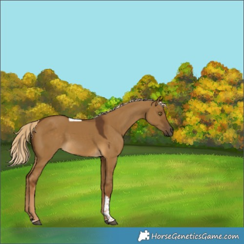Horse Color:Chocolate Palomino Dun Tobiano 