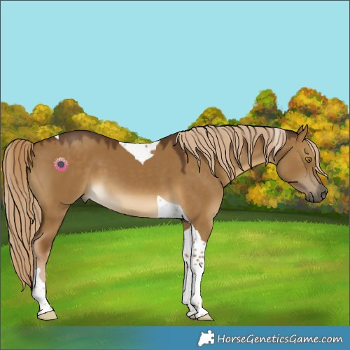 Horse Color:Chocolate Palomino Dun Tobiano
