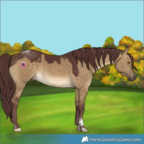 Horse Color:Chocolate Buckskin Dun Tobiano