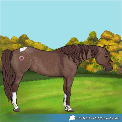 Horse Color:Chocolate Brown Dun Tobiano