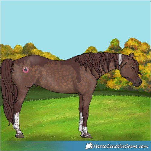 Horse Color:Chocolate Brown Dun Tobiano 