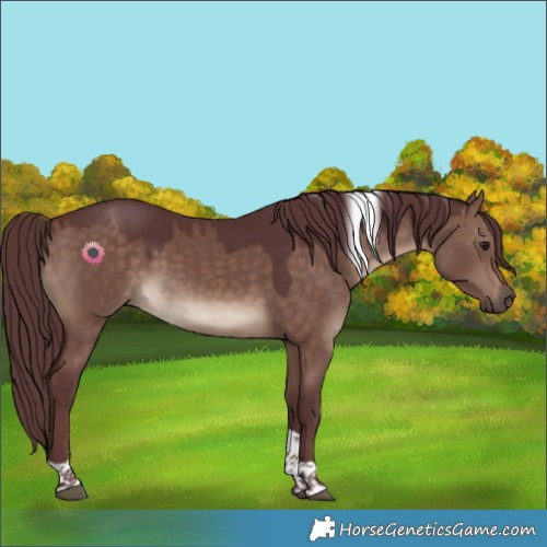 Horse Color:Chocolate Brown Dun Tobiano
