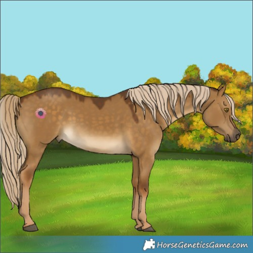 Horse Color:Chocolate Palomino Dun 