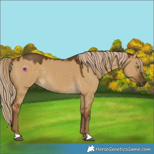 Horse Color:Chocolate Palomino Dun