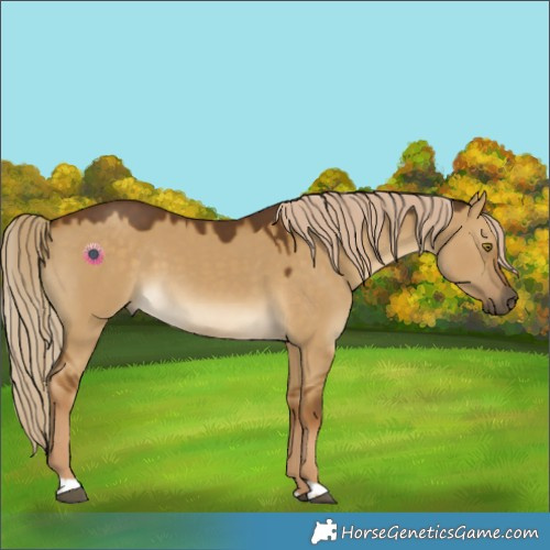 Horse Color:Chocolate Palomino Dun