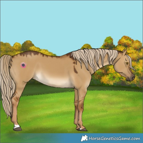 Horse Color:Chocolate Palomino Dun