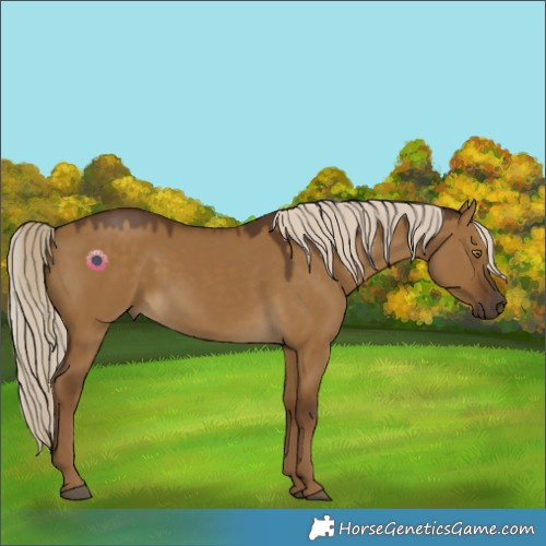 Horse Color:Chocolate Palomino Dun