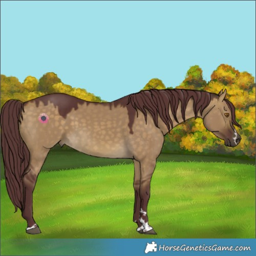 Horse Color:Chocolate Buckskin Dun