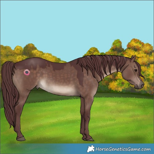 Horse Color:Chocolate Brown Dun