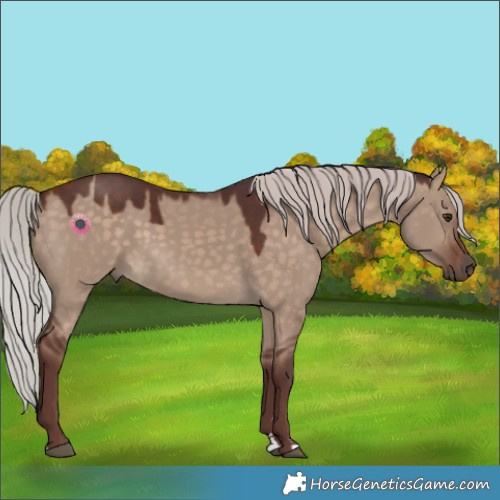 Horse Color:Chocolate Silver Brown Dun