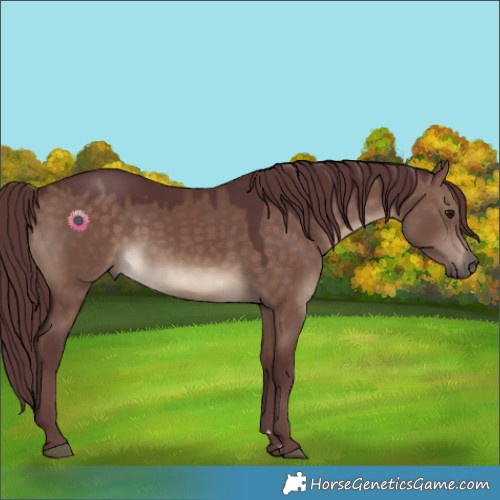 Horse Color:Chocolate Brown Dun 