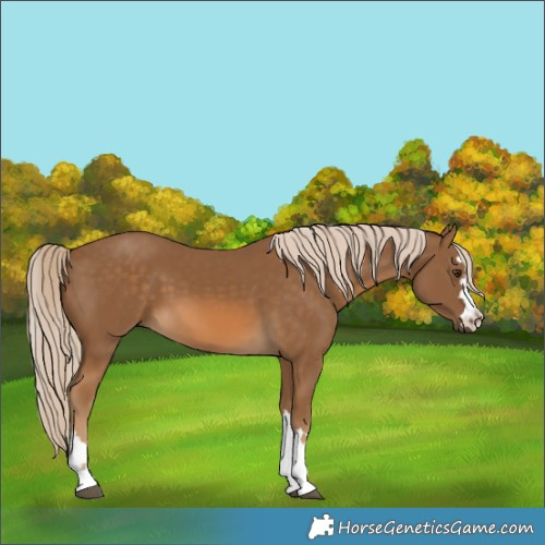 Horse Color:Chocolate Palomino 