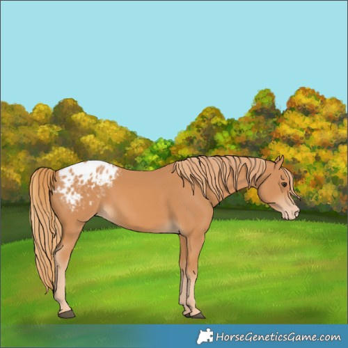 Horse Color:Chestnut Blanket