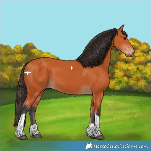 Horse Color:Bay Tobiano