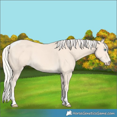 Horse Color:Cremello Tobiano