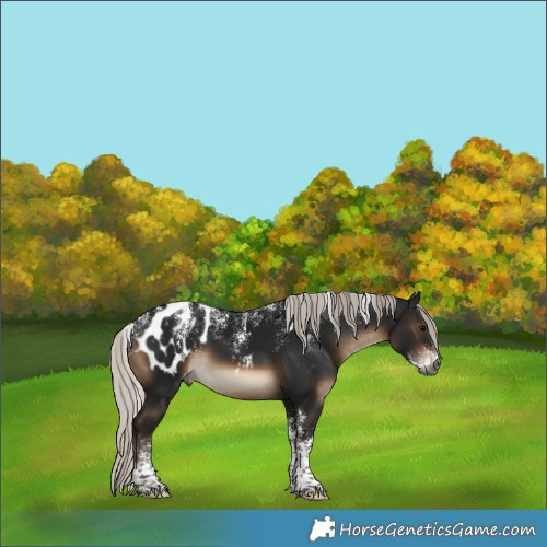 Horse Color:Powder White Gray Silver Brown Appaloosa