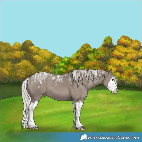 Horse Color:Powder White Silver Grullo Splash