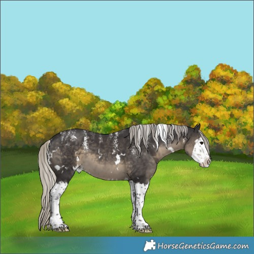 Horse Color:Powder White White Spotted Silver Smoky Black Splash