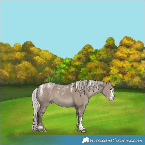 Horse Color:Powder White Silver Grullo Splash