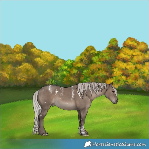 Horse Color:Powder White White Spotted Silver Grullo 