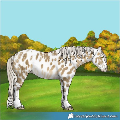 Horse Color:Powder White Silver Buckskin Dun Splash Appaloosa Brindle