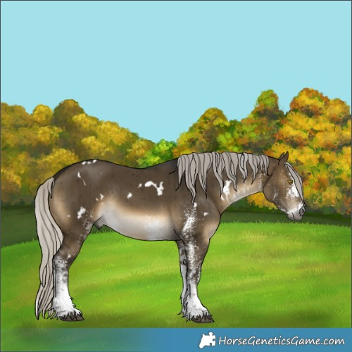 Horse Color:Gray White Spotted Silver Buckskin Dun Rabicano Brindle
