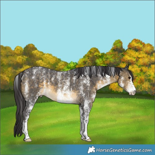 Horse Color:Powder White White Spotted Buckskin