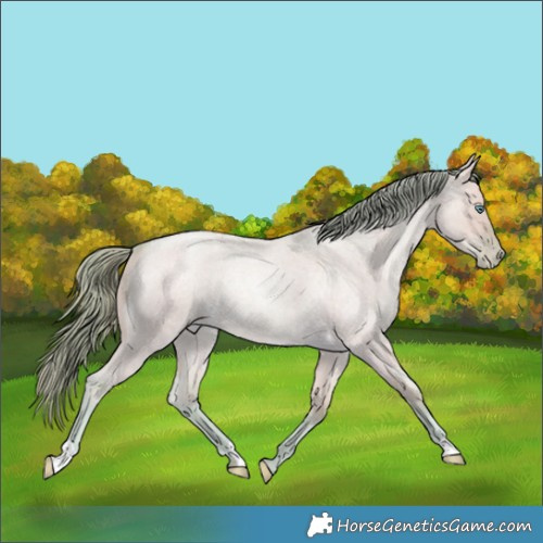 Horse Color:Watercolor Smoky Grullo Roan Pearl