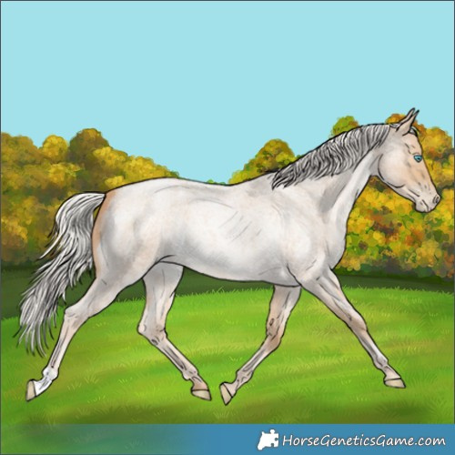 Horse Color:Silver Smoky Blue Roan Pearl 