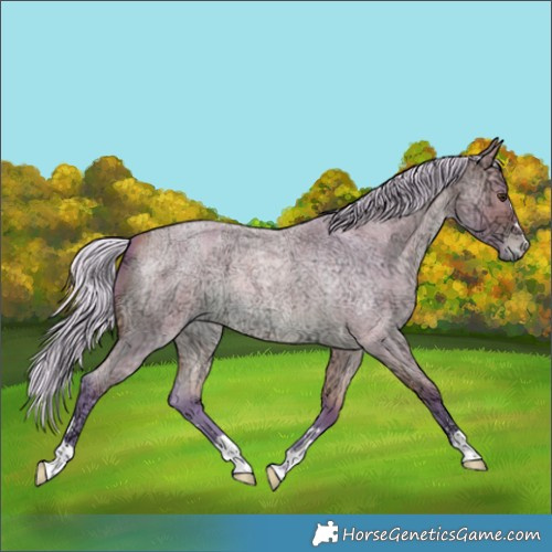 Horse Color:Watercolor Silver Buckskin Ice Roan